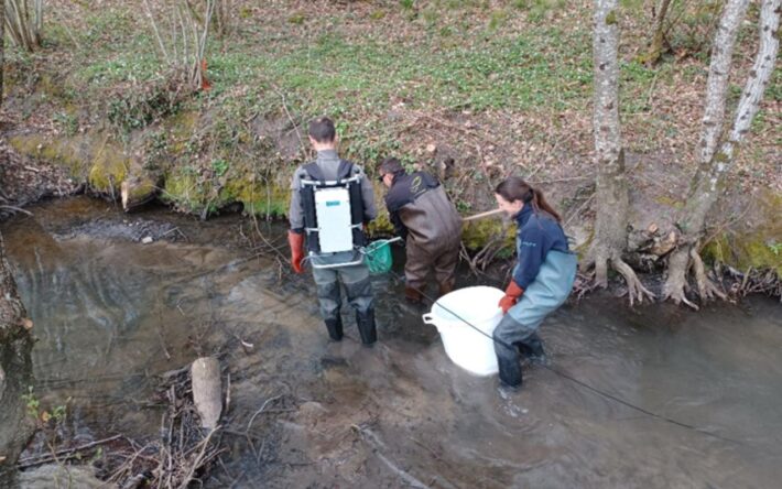 Avant les travaux, une pêche de sauvegarde est réalisée. Les poissons sont déplacés en dehors du site de travaux - Crédits photo : SAVI