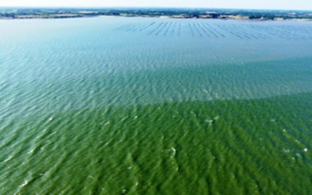 Eutrophisation de l'eau : définition et solutions