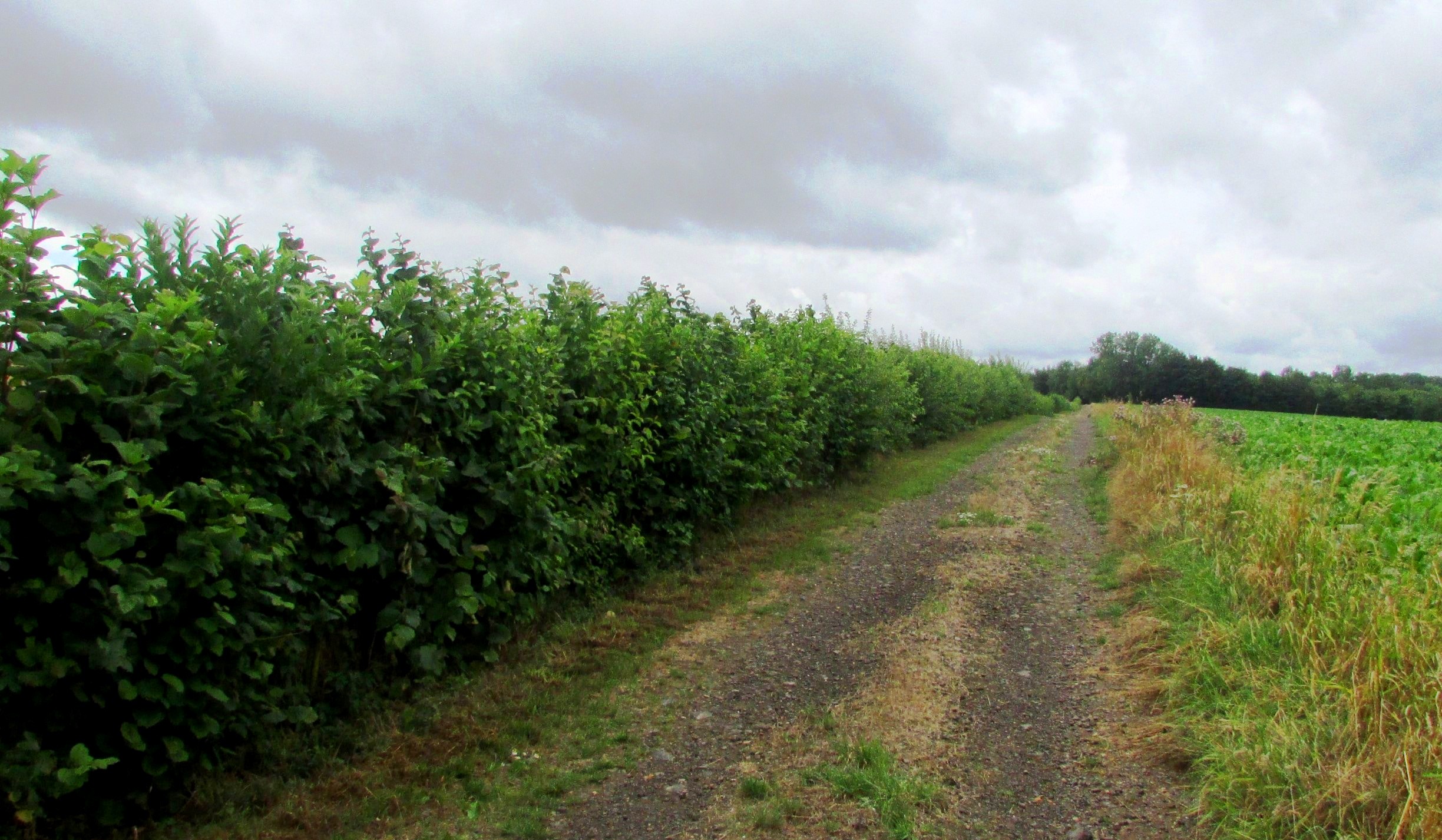 Haie bordant un champ - Crédits photo : CAPSO