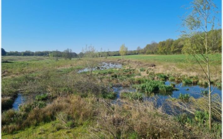 Zone humide restaurée du Vernisson - Crédits photo : EPAGE Bassin du Loing