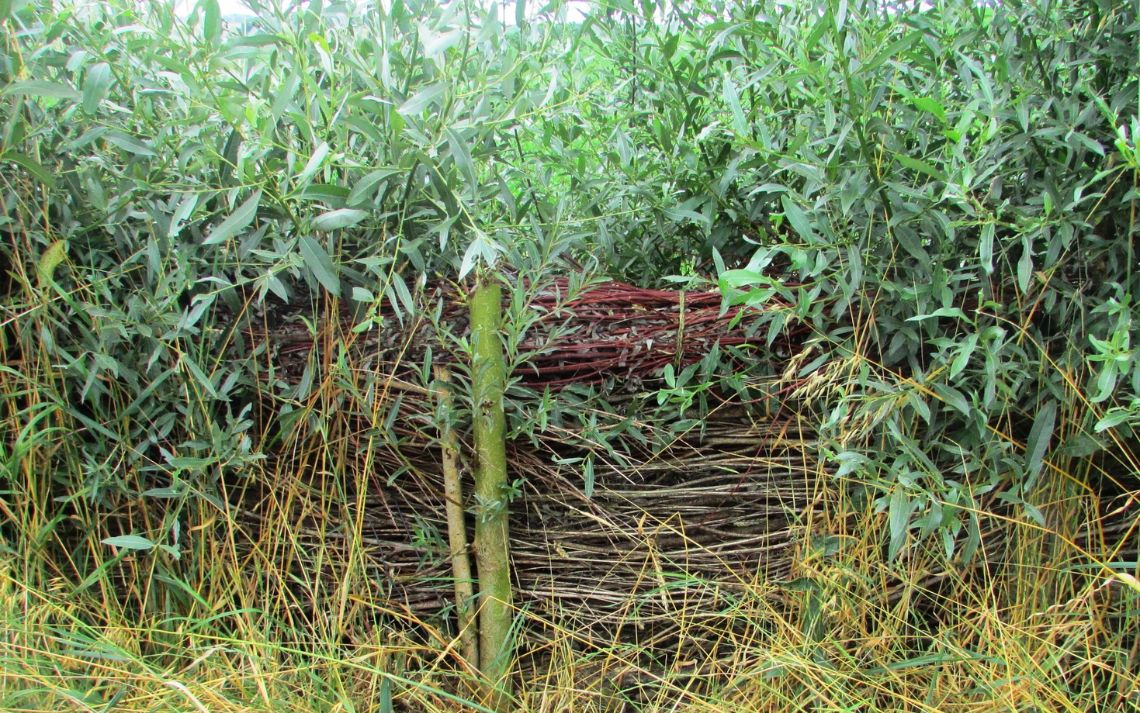 Fascines et haies dans un champ - Crédits photo : CAPSO