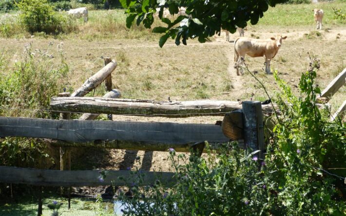 Restauration de l'Ouin - Crédits photo : Communauté d'Agglomération du Bocage Bressuirais