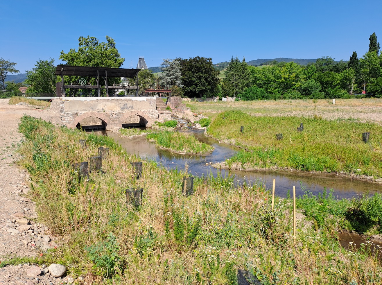 Les berges après un an - Crédits photo : Syndicat des Rivières de Haute Alsace