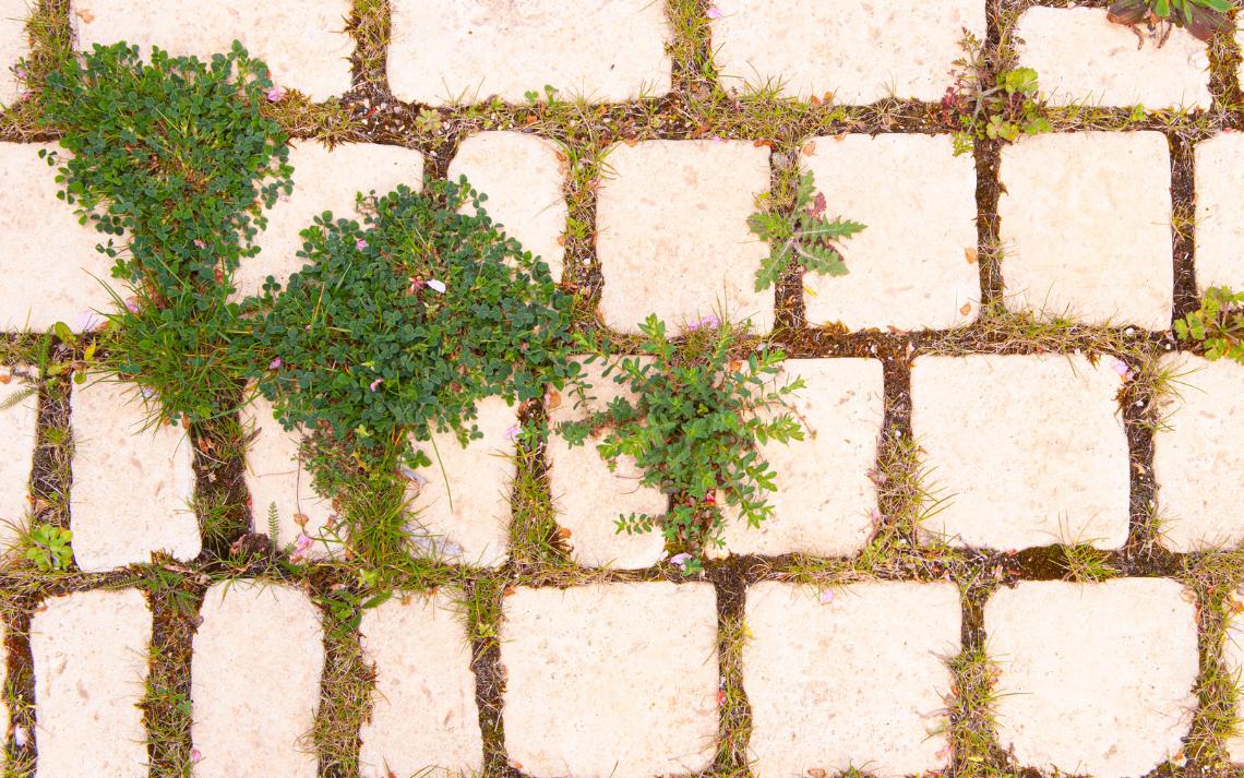 Pavés à joints engazonnés, - Crédits photo : aquagir