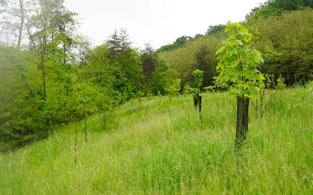 Renaturation écologique de la Merle, entre L’Hôpital et Freyming-Merlebach (57)