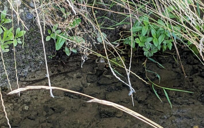 Une grenouille dans la Couaille : la biodiversité regagne du terrain dans le lit du ruisseau - Crédits photo : Banque des Territoires