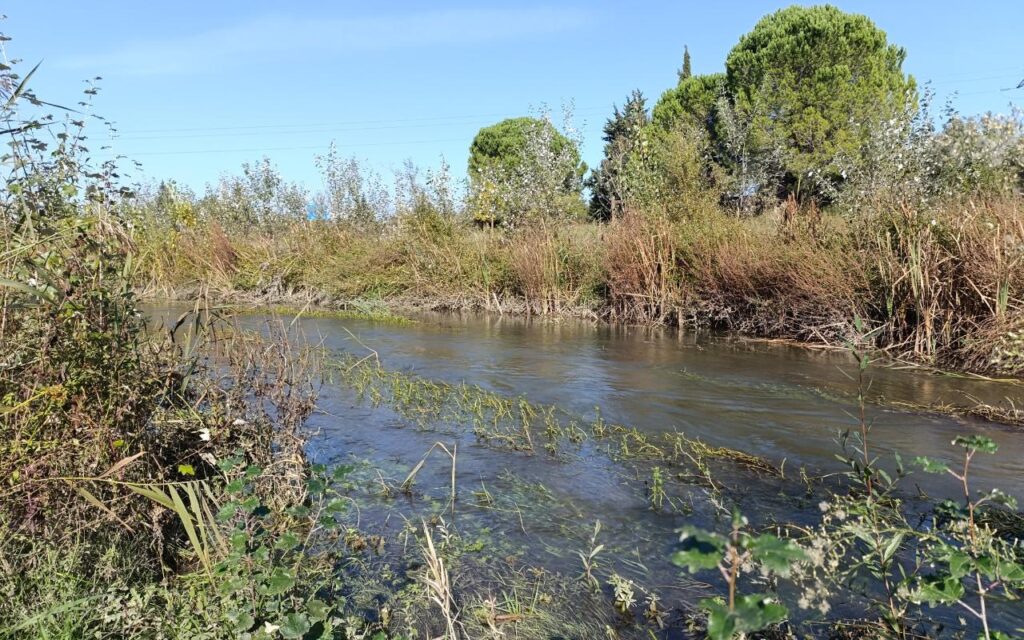 Entre Nîmes (30) et Caissargues, le Vistre revitalisé et reboisé sur 2,5 km
