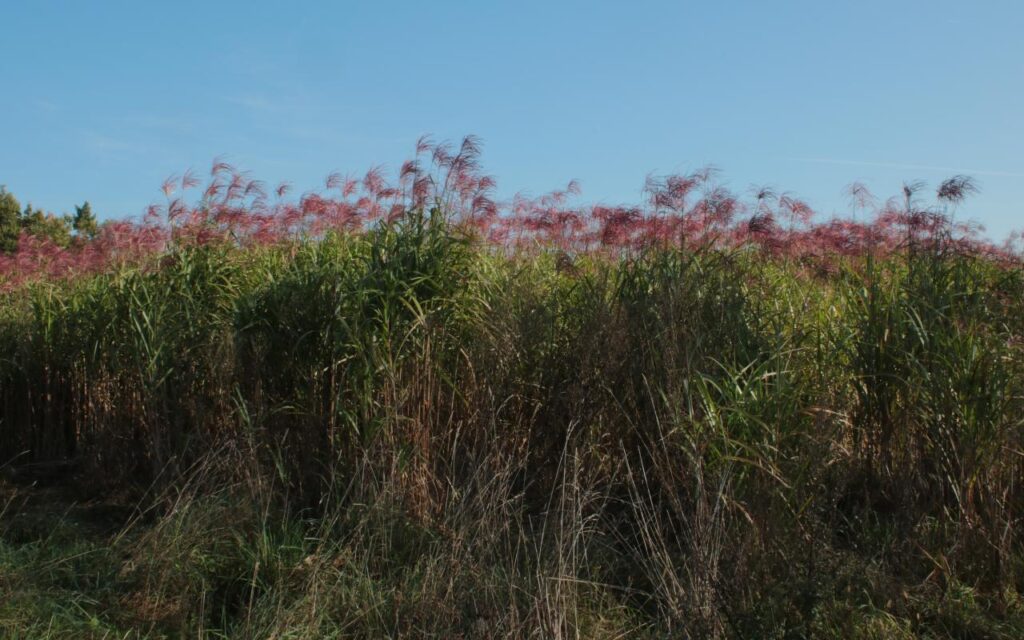 Grâce au miscanthus, Bièvre Isère Communauté (38) protège sa ressource en eau et chauffe sa nouvelle salle omnisports