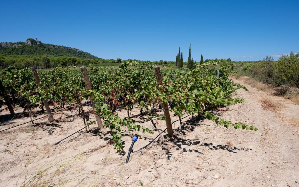 A Gruissan (11), IrriAlt'eau 2.0 expérimente l'irrigation de la vigne grâce à l'utilisation des eaux usées traitées