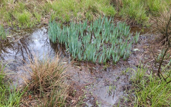 Herbier d'Éricacées dans une réserve biologique en Forêt de Compiègne - Crédits photo : Frangeul, ONF