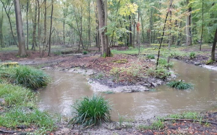 Le ru de Berne a été replacé dans ses anciens méandres - Crédits photo : Frangeul, ONF
