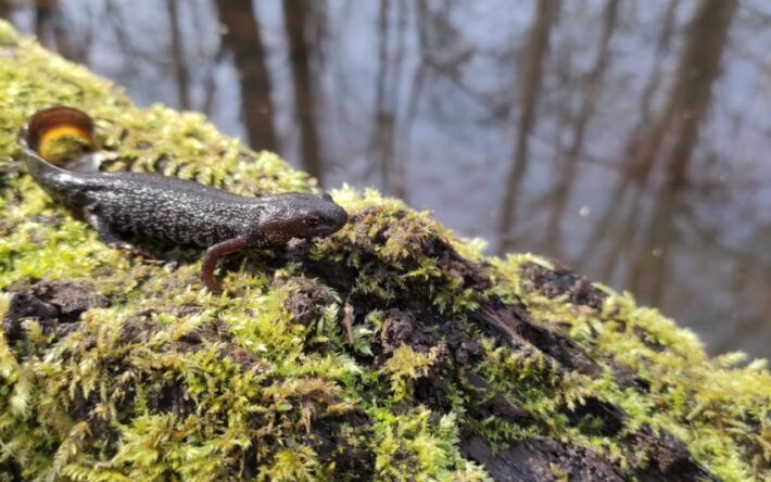 Les batraciens comme le triton crêté retrouvent un milieu propice à leur cycle de vie - Crédits photo : C-Thierry