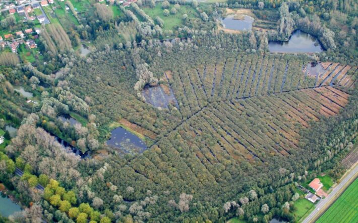 La tourbière de Marchiennes en proie aux ligneux avant la restauration – Crédits photo : Samuel Dhote