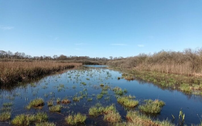 Les travaux se sont concentrés sur une zone de bas-marais et une roselière – Crédits photo : PNR