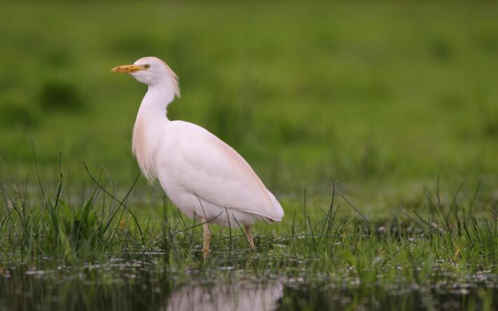 Héron gardeboeuf – Crédits photo : Gabylegeai