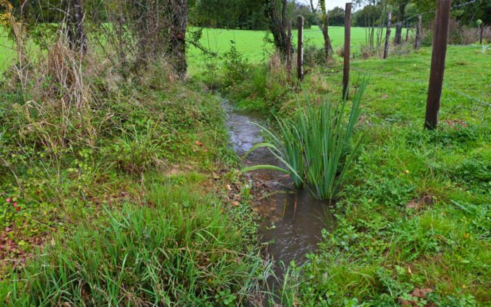 La végétation aquatique a été réensemencée dans le cours d’eau, ce qui a accéléré la reprise natu-relle - Crédits photo : Banque des Territoires
