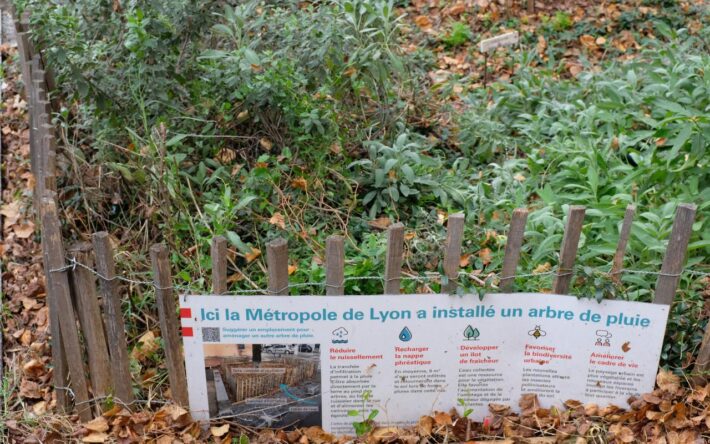 Sur le bord de la fosse de plantation de l’arbre de pluie, un panneau explique son fonctionnement - Crédits photo : Banque des Territoires