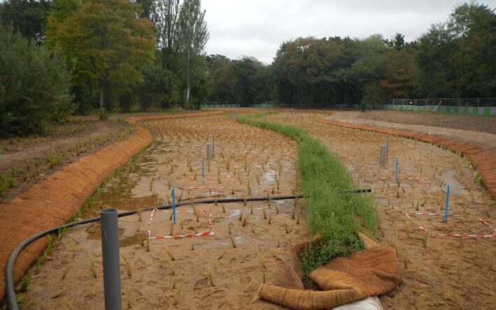 Plantations des roseaux - Crédits photo : Ville de Paris