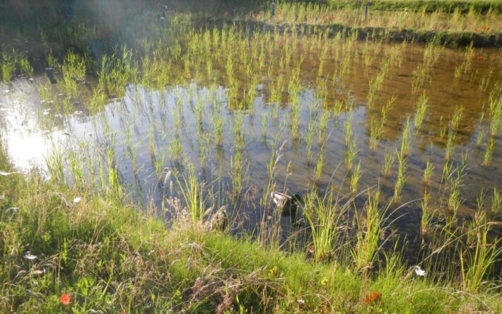 Vue d’ensemble sur les filtres plantés de roseaux - Crédits photo : Banque des Territoires
