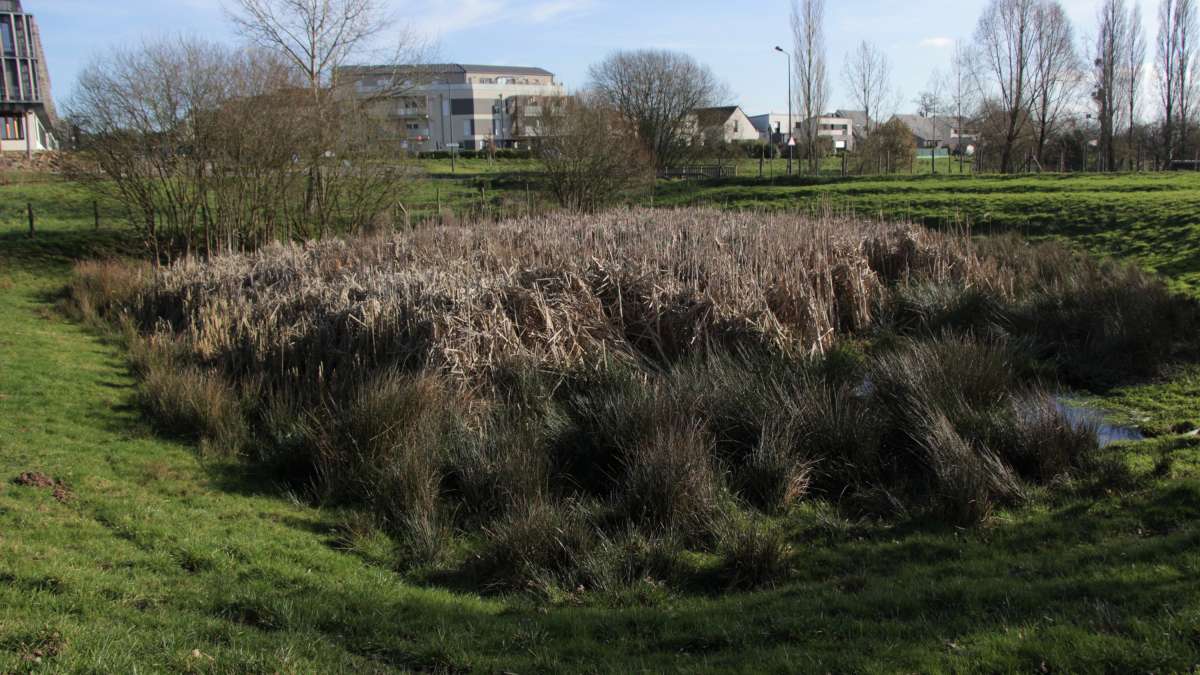 Infiltration de l'eau de pluie : une formation du Cerema sur le zonage pluvial les 20 et 21 juin 2023 à Paris